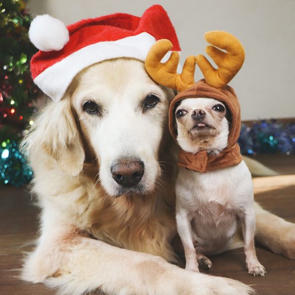 Christmas Party - Pet Party